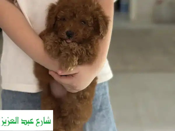 Poodle puppy toypoodle بودل توي بودل