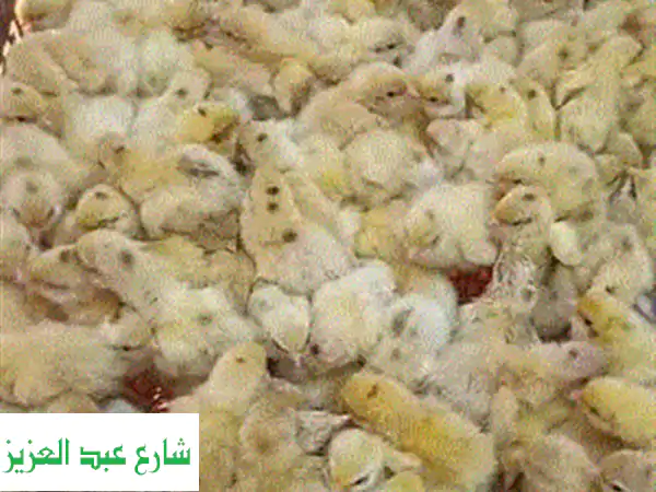 سمان البيور والهجين