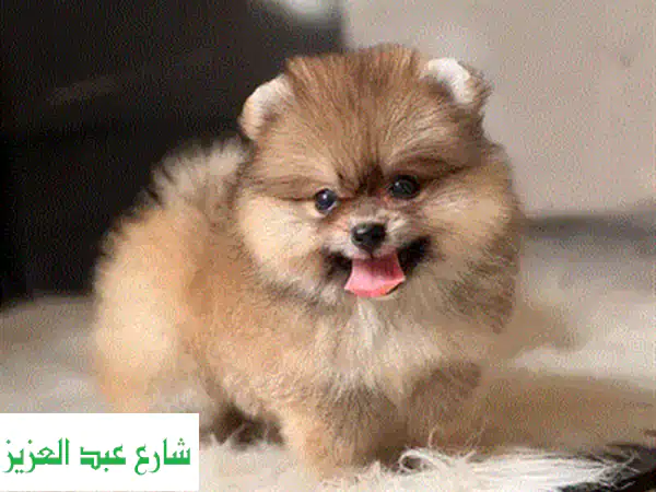 Poodle puppy toypoodle بودل توي بودل