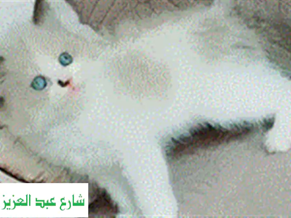 kittens ragadoll bure 51 days