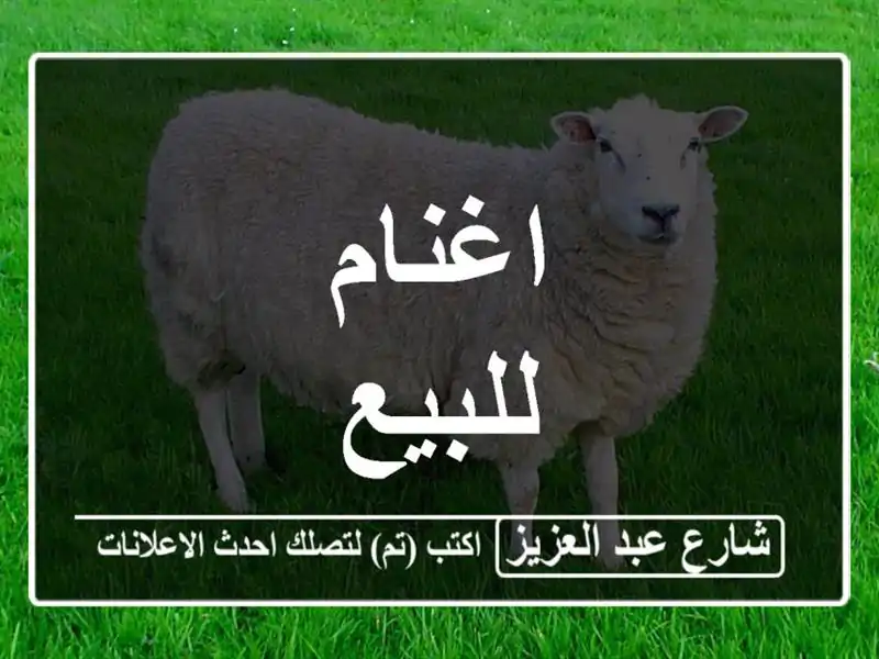 اغنام للبيع