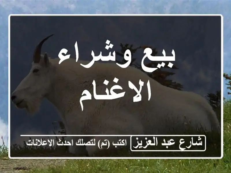 بيع وشراء الاغنام