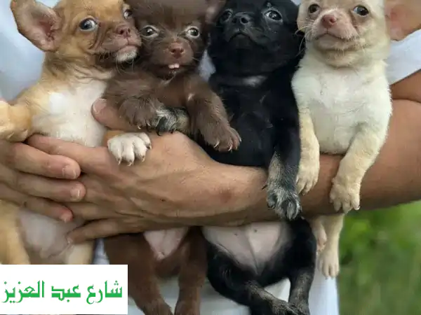 Chihuahua puppies جرو شيواوه