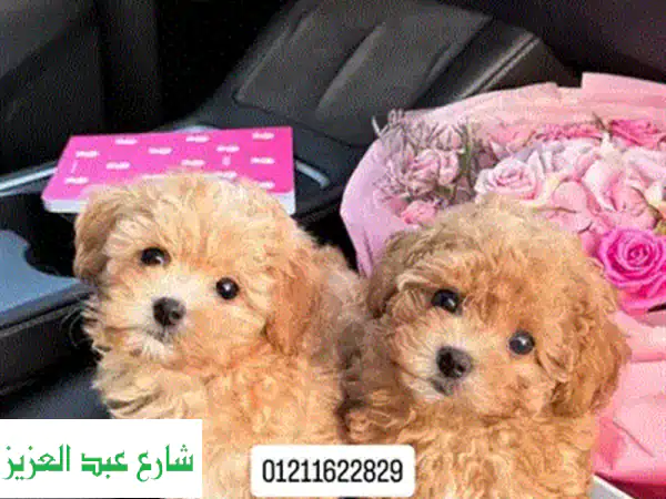 Chihuahua puppies جرو شيواوه