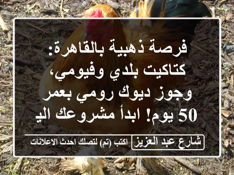 فرصة ذهبية بالقاهرة: كتاكيت بلدي وفيومي، وجوز ديوك رومي بعمر 50 يوم! ابدأ مشروعك اليوم!