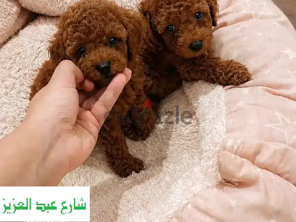 جراوي توي بودل Toy Poodle Puppies بيور