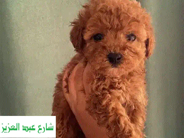 جراوي توي بودل Toy Poodle Puppies بيور