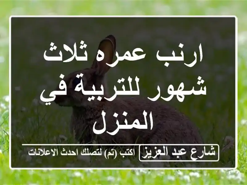 ارنب عمره ثلاث شهور للتربية في المنزل