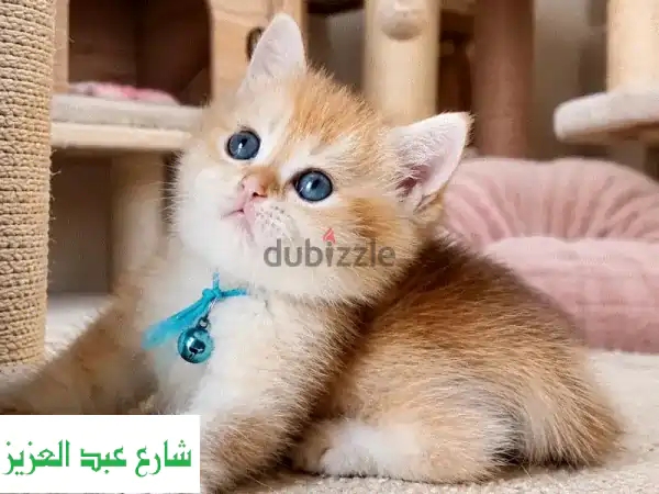 قط بريتش شورت هير اهالي مسجلين ومستوردين من روسيا