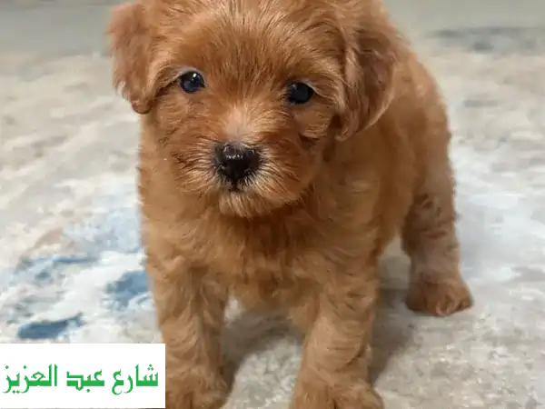 Maltipoo poodle toypoodle مالتيبو بودل