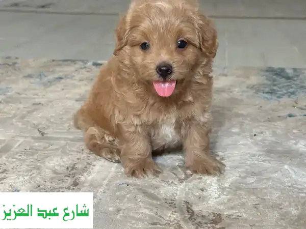 Maltipoo poodle toypoodle مالتيبو بودل