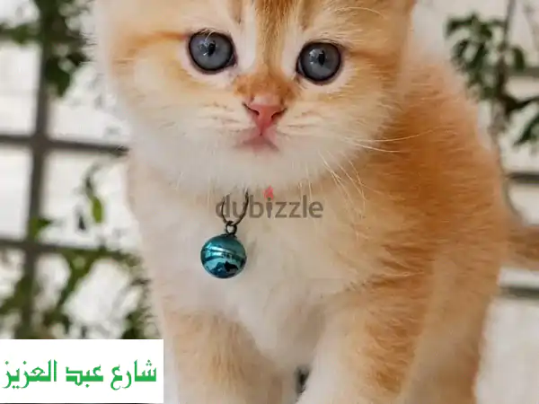قط بريتش شورت هير اهالي مسجلين ومستوردين من روسيا