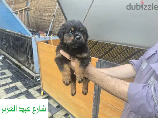 #ROTTWEILER PUPPIES READY FOR NEW HOMES