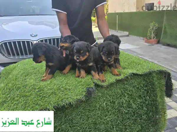 #ROTTWEILER PUPPIES READY FOR NEW HOMES