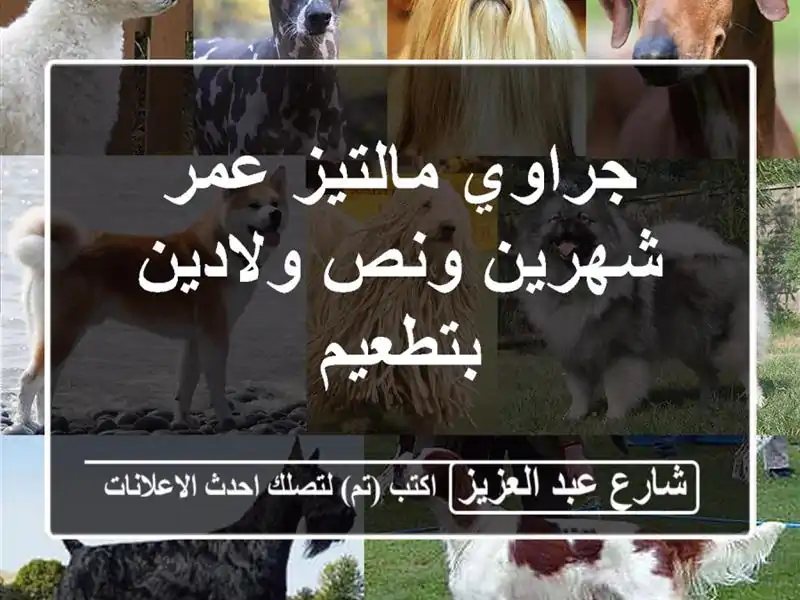 جراوي مالتيز عمر شهرين ونص ولادين بتطعيم