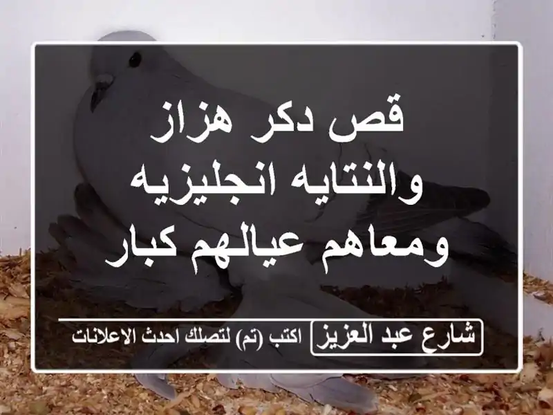 قص دكر هزاز والنتايه انجليزيه ومعاهم عيالهم كبار