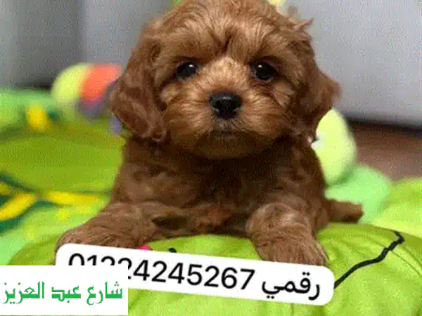 Pure Pomeranian Male Puppy  60 Days  Teddy Face  Vaccinated