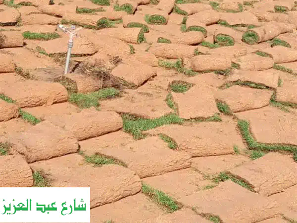 نجيل طبيعي بسبليم 10