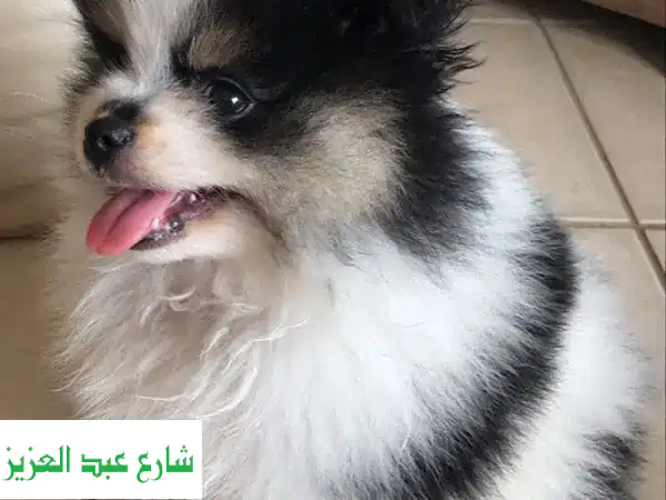 Pure Pomeranian Male Puppy  60 Days  Teddy Face  Vaccinated